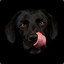 SALOME