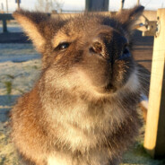 I want to be a wallaby - steam id 76561197966943429