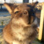 I want to be a wallaby