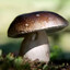 XxMushroom_Fan69xX
