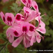 (OIL) Scented Geranium