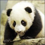 PanDa` .sw