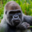 Western lowland gorilla