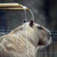 Capybara-