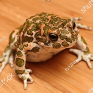 frog on the floor