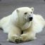 PolarBear79