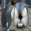 Penguin_Eggs