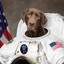 Space Labrador