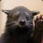 Great_Binturong