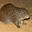greater cane rat
