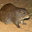 greater cane rat