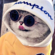 魔法少女牛壮士