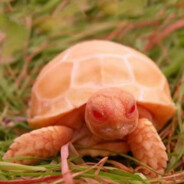 PinkTurtleHeaD