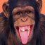 FREAKY MONKEY