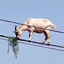 goat bless