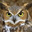 Great Horned Owl