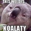 ★ High Koalagamer