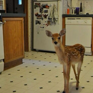 fawn