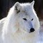 White Wolf