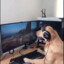 Dog Gamer