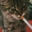 Gato_Porro