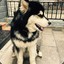 小灰狼