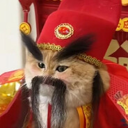 Z 貓
