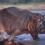 Hippo