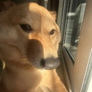 大不列颠第一糕手