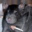 Bad_Rat
