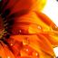 Flore