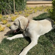 Smiling Jumping Tank