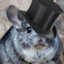 Mr.Chinchilla