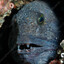 Bottom Feeder
