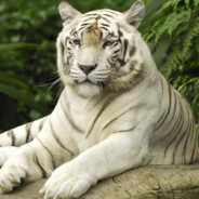 半夜起来扣白虎