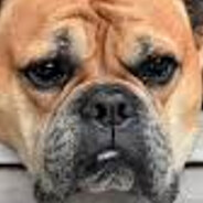 DOGMODE