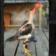 GALLO ℠ Steam avatar