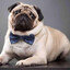 мопс:)\
