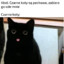 Black_Cat