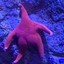 Thicc Ass Starfish