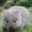 &#039;MortalWombat