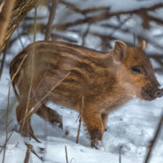 [ЧУГУН] ботинок