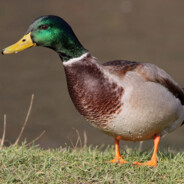 позывной "снайпер