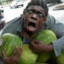 chimpanzee love watermelon