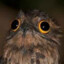 dumbass bird