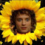 SURPRISED FRODO IN A SUNFLOWER