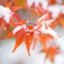 snow maple