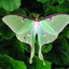 Actias Luna