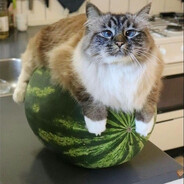 Кот на арбузе