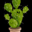 cactuspulp
